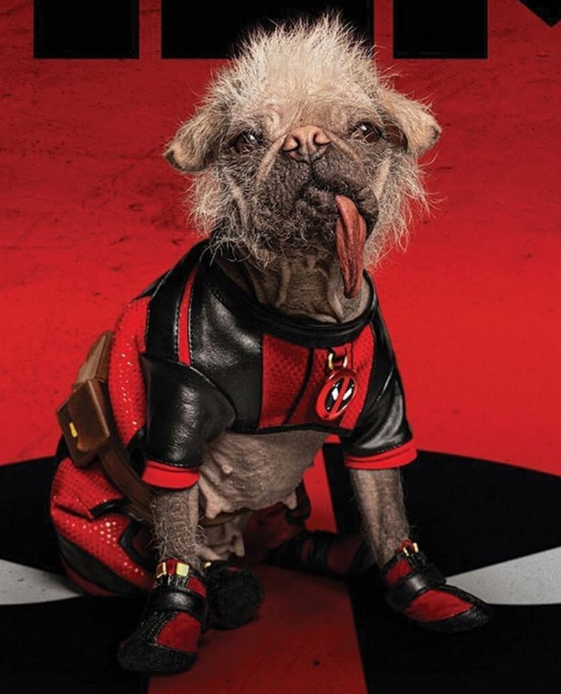 Dogpool v2 imgprofil