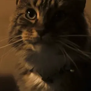 Mr meowgi cardvignette