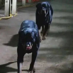 Myers krueger cardvignette